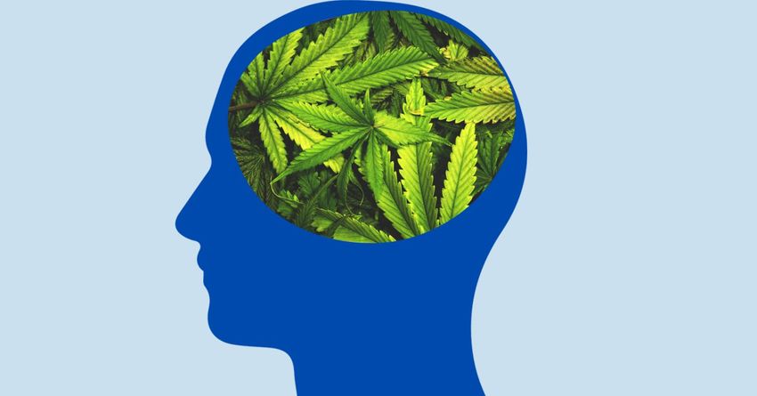  Cannabis, ADHD, and Quality of Life