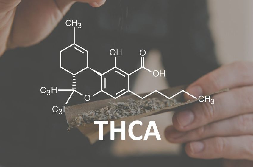  What Is THCA vs THC? Navigating the Differences in Cannabis Compounds