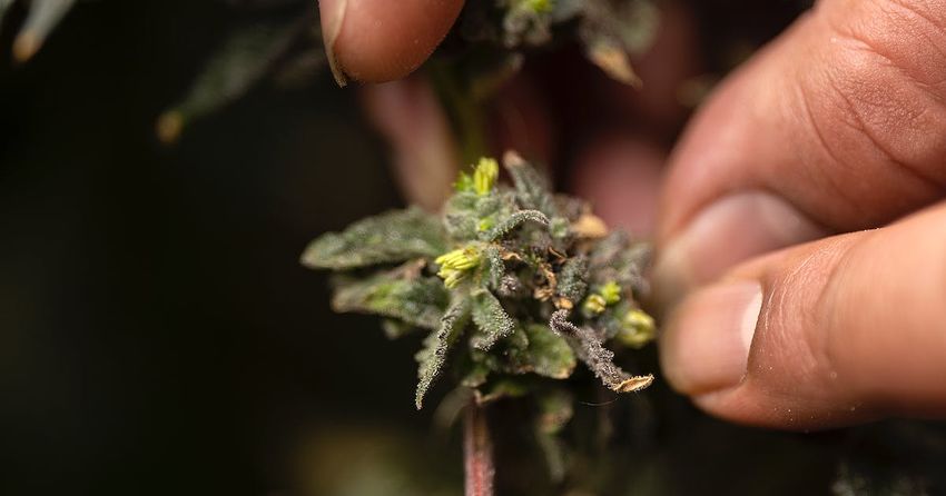 Slow and steady on cannabis chief pick
