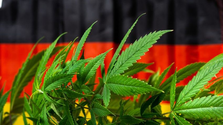  Germany’s promise to legalise cannabis by April threatened by SDP’s in-house fighting
