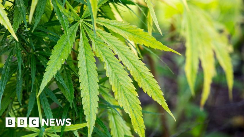  Cannabis haul found in derelict building