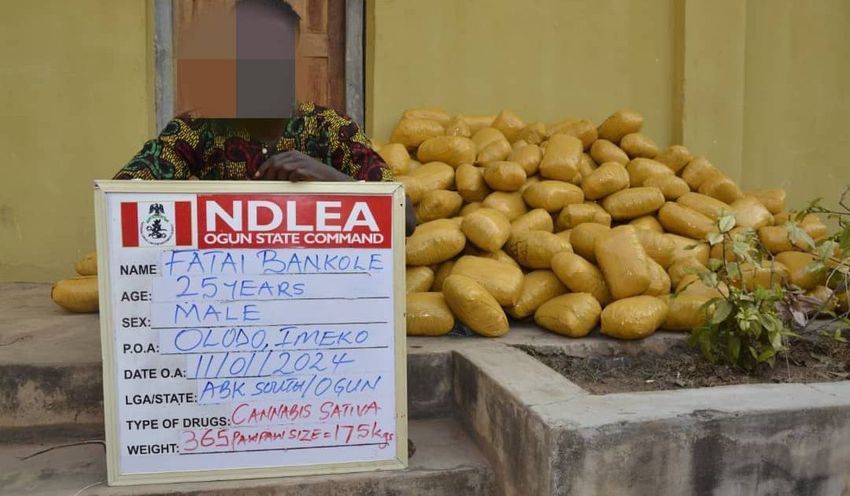  PICTORIAL: Army seizes 176kg of cannabis, hands over suspects to NDLEA