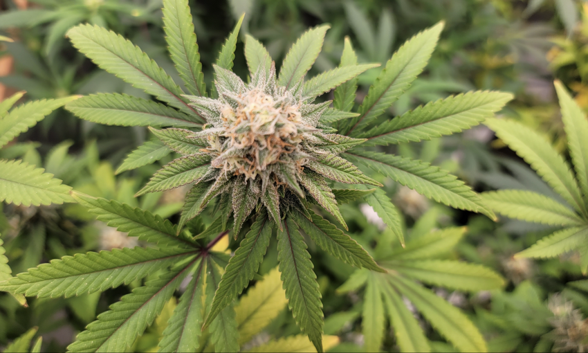  Top Biden Health Official In Touch With DEA About Marijuana Rescheduling Recommendation