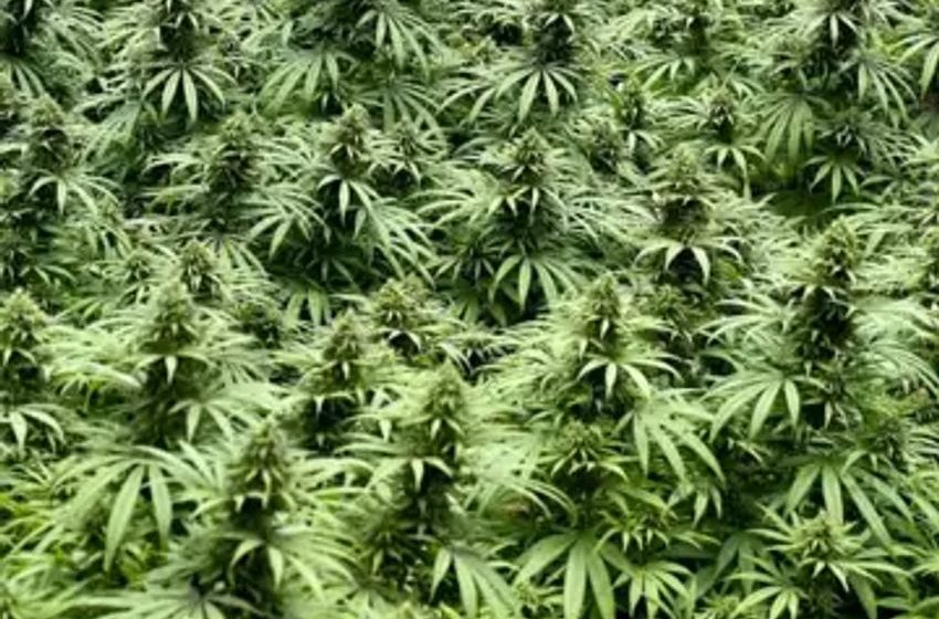  Green Thumb, Trulieve and other cannabis stocks up as much as 13% as details emerge on HHS recommendation to lower drug classification