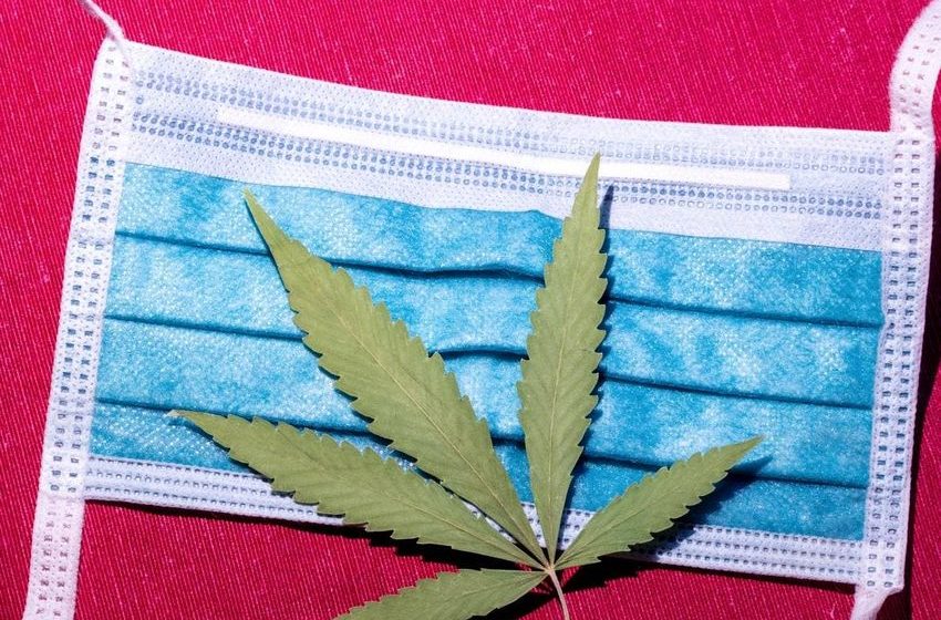  Study Shows Cannabis Has The Potential To Prevent And Treat Covid-19