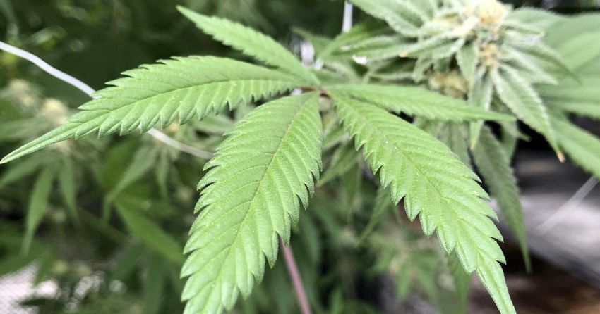  New Mexico regulators revoke the licenses of 2 marijuana grow operations and levies $2M in fines