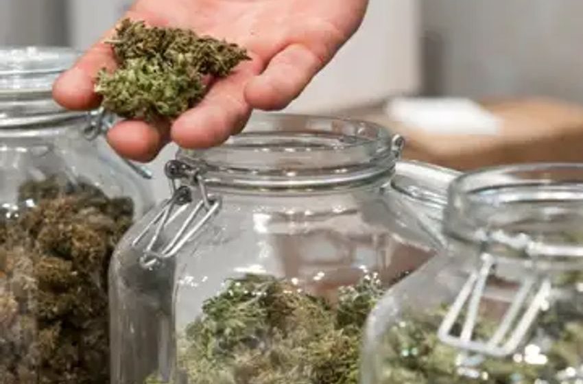  Countries With the Largest Cannabis Market