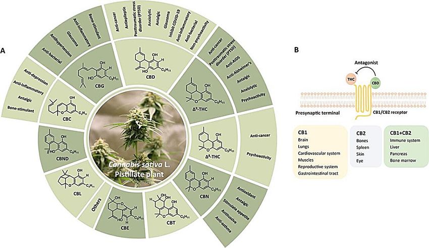  Cannabis sativa: Historical significance, genetic insights, and future potential in medicine and horticulture