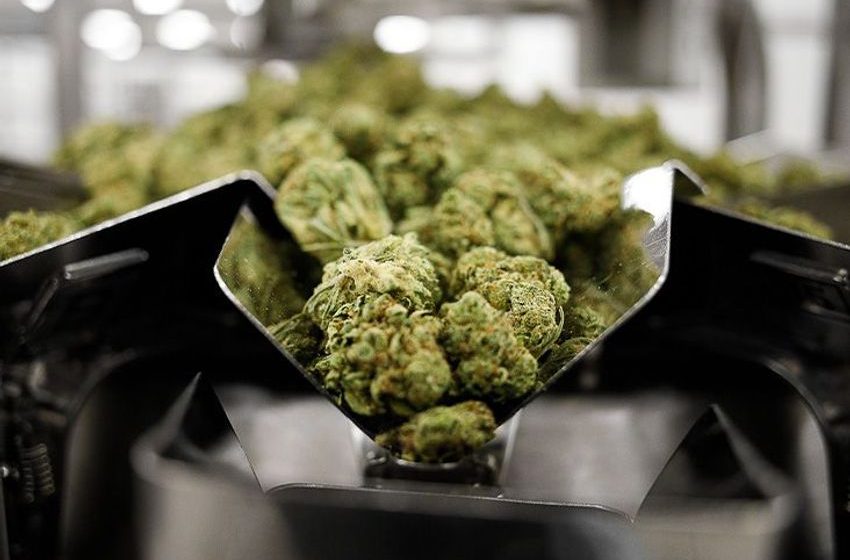  Could cannabis help treat opioid addiction?