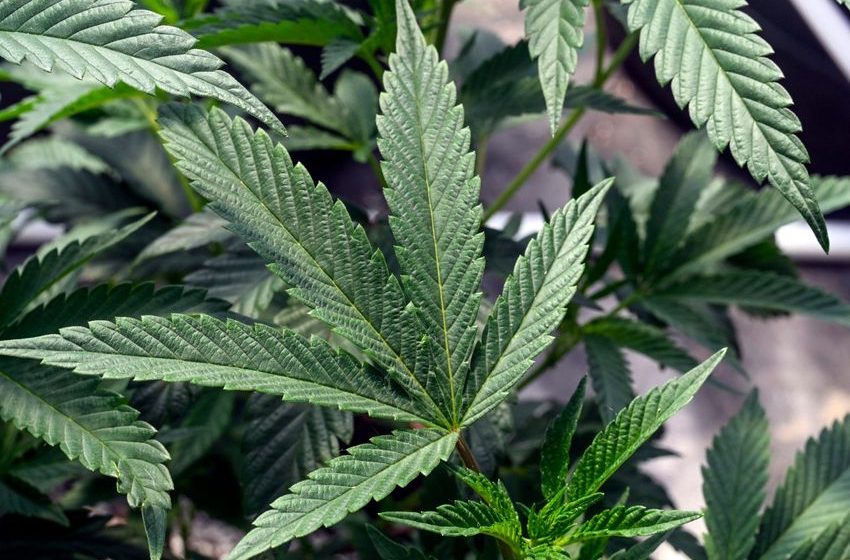  Marijuana reclassification proposed over lower public health risk