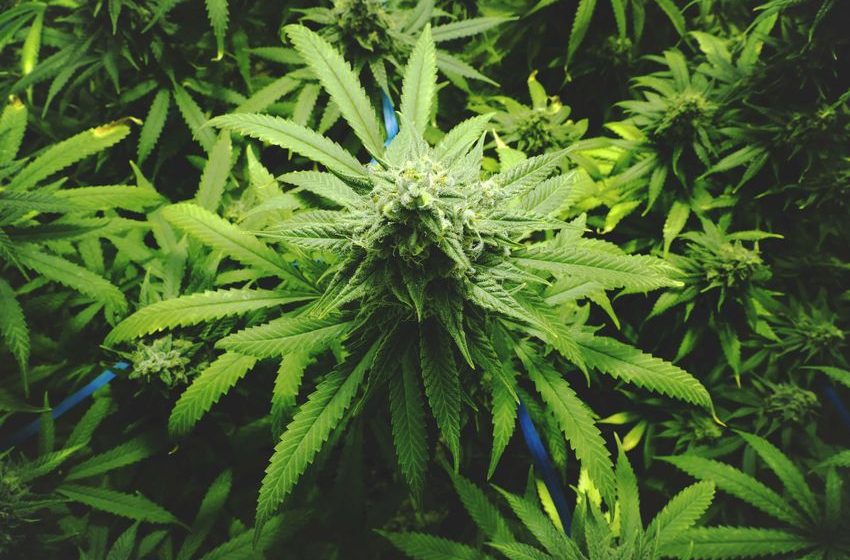 New Study Shows Data on Cancer Survivors’ Cannabis Use, Effectiveness as Treatment