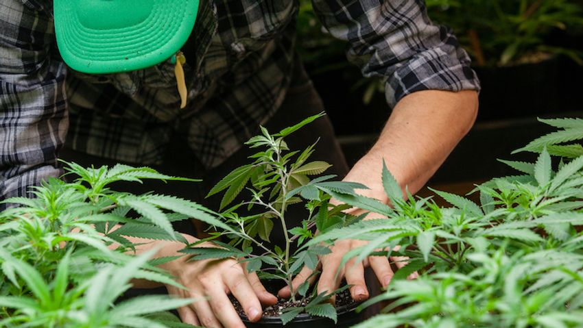 New York: Regulators to Sign Off on Home Cultivation Rules at February Meeting