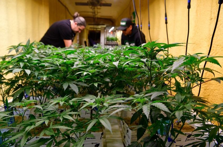  Colorado AG leads call for DEA to reschedule marijuana