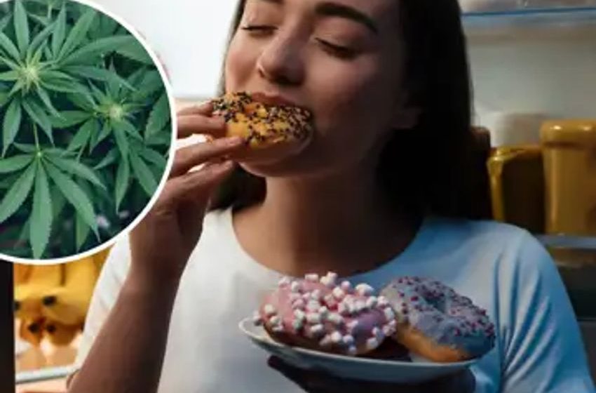  Scientists reveal why marijuana gives you the munchies