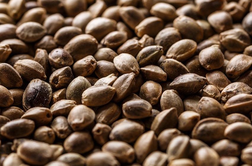  How to Buy Marijuana Seeds on a Budget
