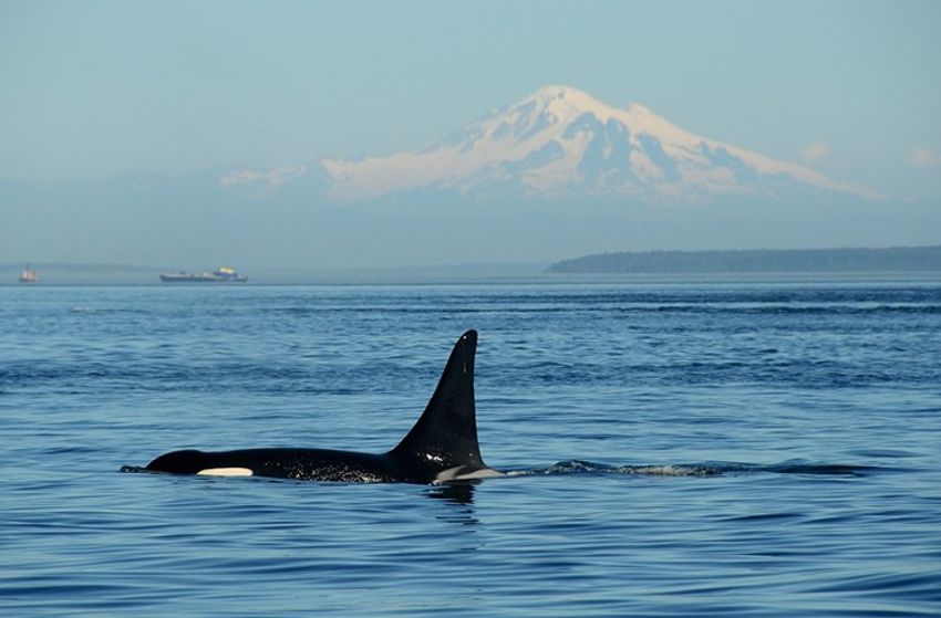  Slog AM: Stop the Sweeps Protester Case Dismissed, J Pod Calf Likely Dead, Three US Soldiers Killed in Jordan