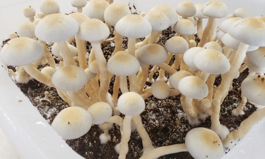  New Hawaii Bill Would Create A Limited Therapeutic Psilocybin Program To Treat Certain Mental Health Conditions
