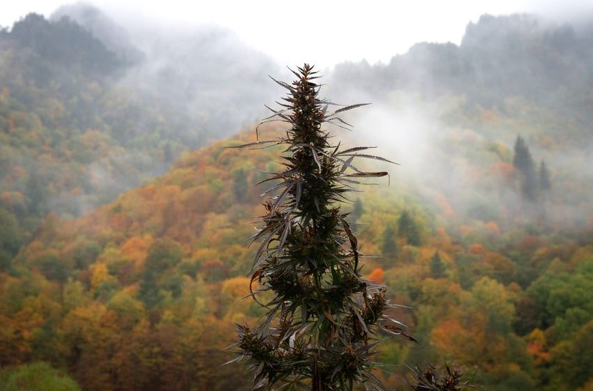 West Virginia Legislator Support Cannabis as Method To Reduce Fentanyl Overdoses