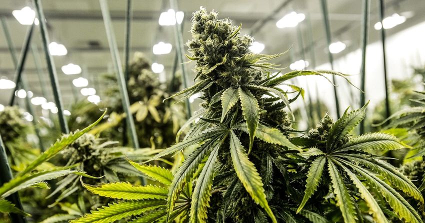  Democrats urge Biden administration to deschedule marijuana
