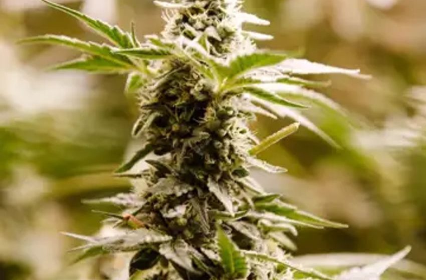 San Jose is trying to make sure its pot shops don’t go up in smoke