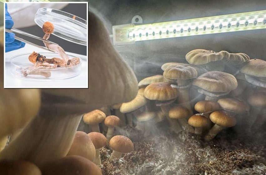  NJ may legalize magic mushrooms for medicinal, recreational use: report