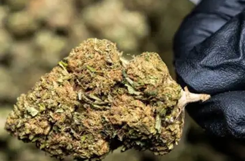 How Can Cannabis Kief Be Used Medically