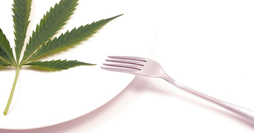  Brain mechanism behind ‘the munchies’ discovered in new study
