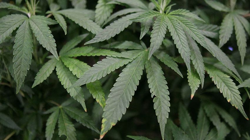  Lawmakers propose raising Georgia’s legal age to buy medical marijuana to 21