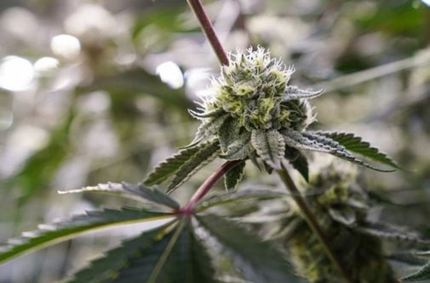 Federal scientists recommend easing restrictions on marijuana