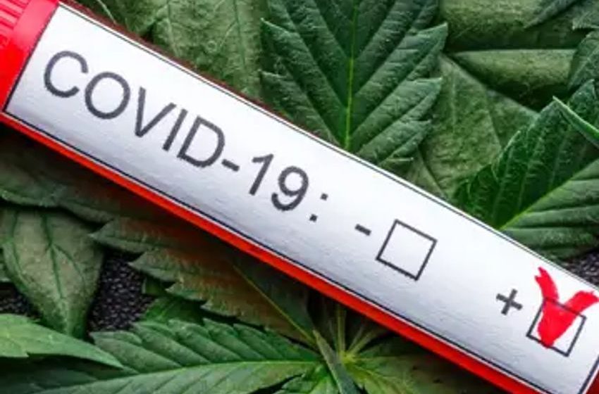  Cannabis And Covid: Preventive And Long-Term Therapeutic Approach Revealed In New Study