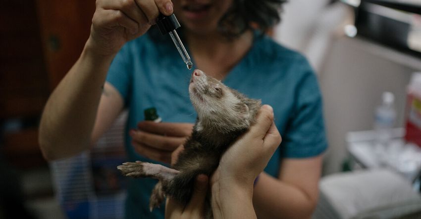  Mammals With the Munchies: Curing Animals With Cannabis…