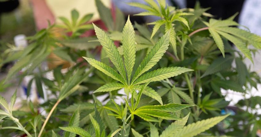  House backs bill for legal marijuana sales; Youngkin opposes idea