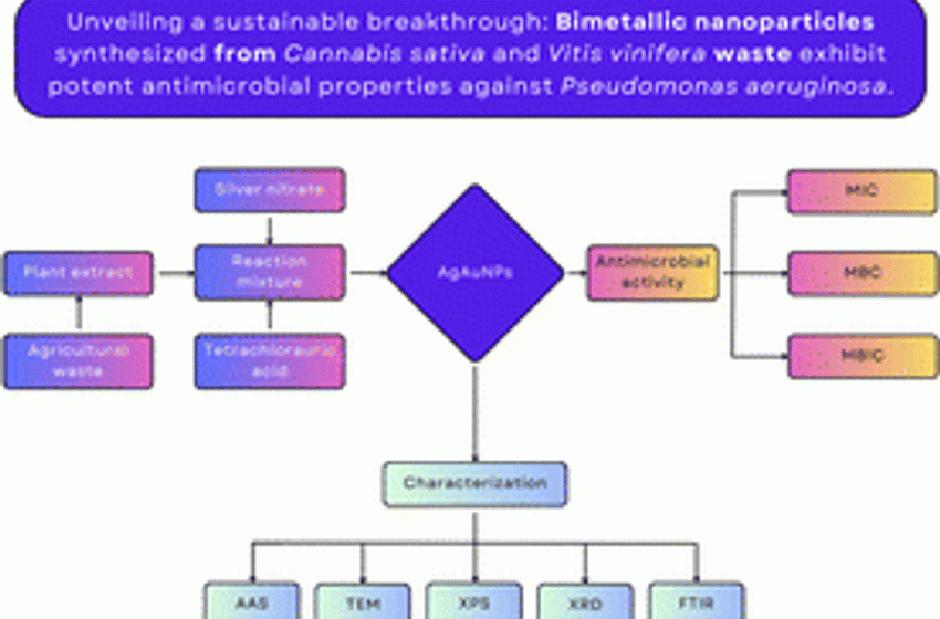  Bimetallic nanoparticle production using Cannabis sativa and Vitis vinifera waste extracts