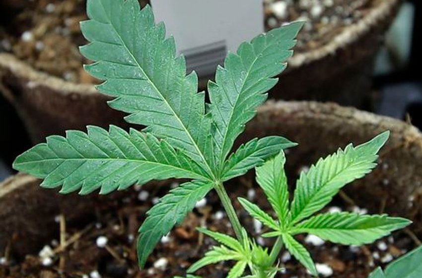  Should N.H. legalize marijuana? 2024 might be the year.