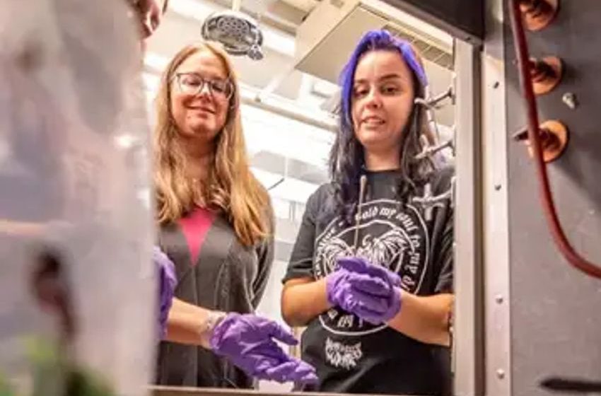  Roanoke College joins schools offering pot degrees as cannabis jobs beckon