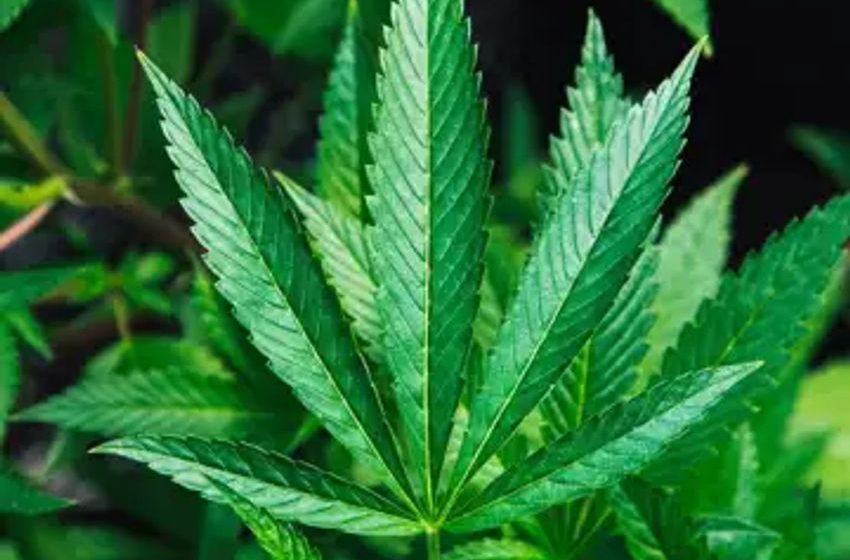  Marijuana’s Prohibition Promotes Unregulated Weed Use, Study Finds