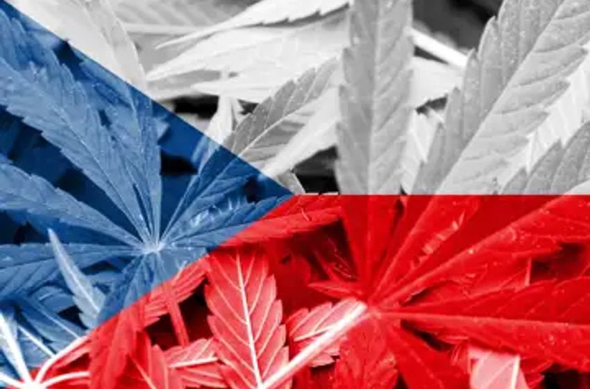  Following Germany’s Lead: How Cannabis in the Czech Republic Stands to Benefit