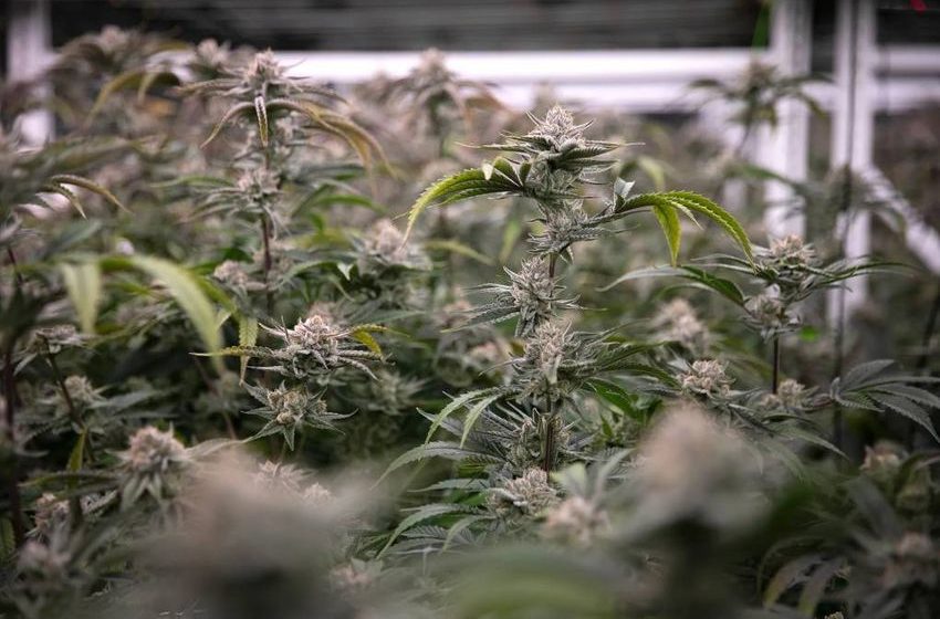  Humboldt County Cannabis Grower to Pay $750,000 for State Water, Wildlife Violations