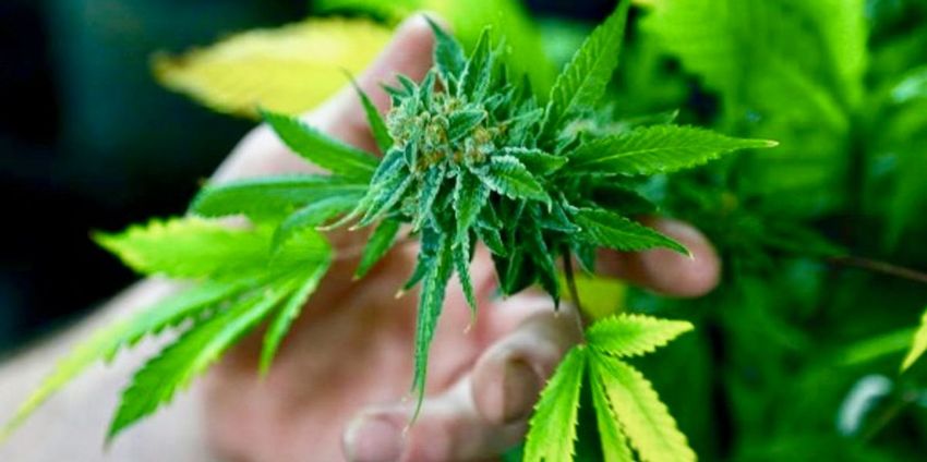  Democratic senators push DEA to ‘swiftly deschedule’ marijuana