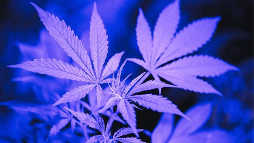  Unlocking The Potential Of Cannabis For Menstrual Pain Relief