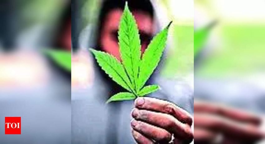  Cannabis cravings: Why smoking weed makes you hungry