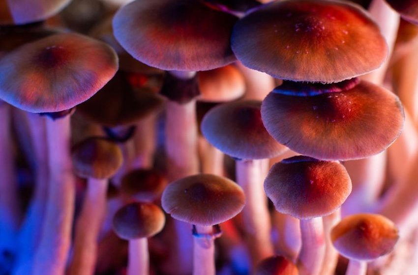 If NJ Legalizes Mushrooms, East Coast Could Follow, Says Weed Lawyer