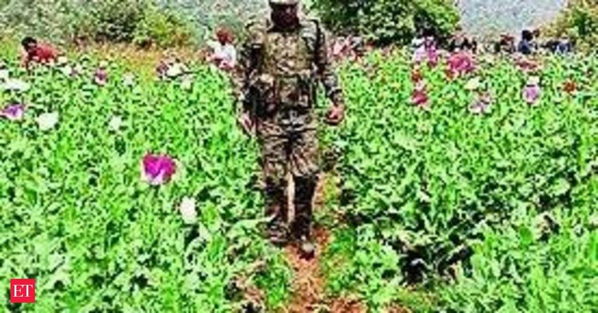  3,010 acres of illegal poppy cultivation destroyed in Manipur: Governor