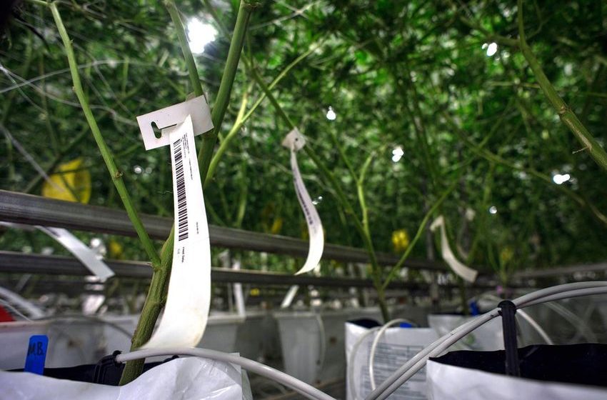 Here’s How California’s Cannabis Data Dashboards Change Everything