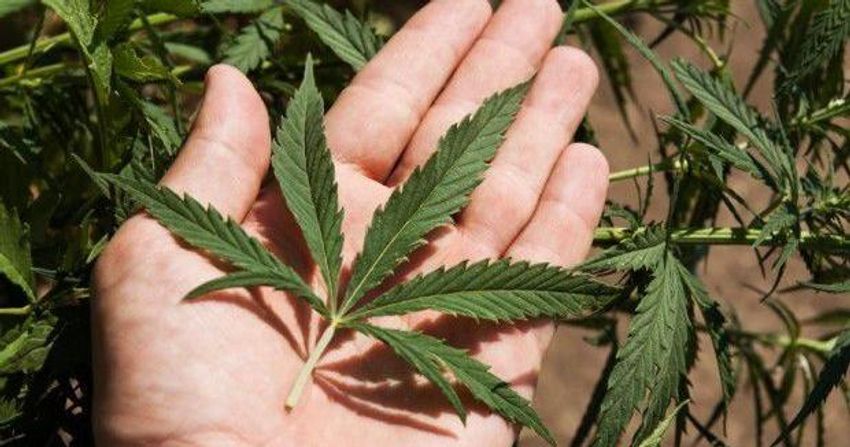  4 Sumner High School students hospitalized after eating possible marijuana edibles