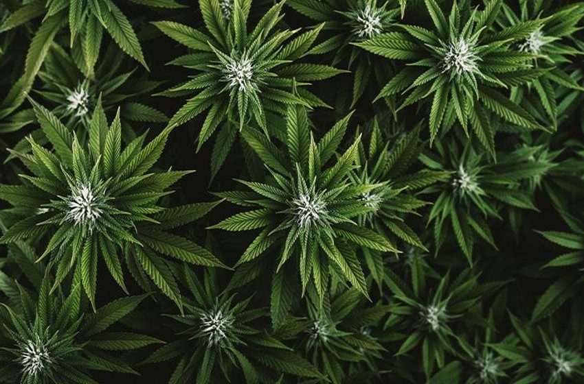  Cannabis use linked to increase in heart attack and stroke risk