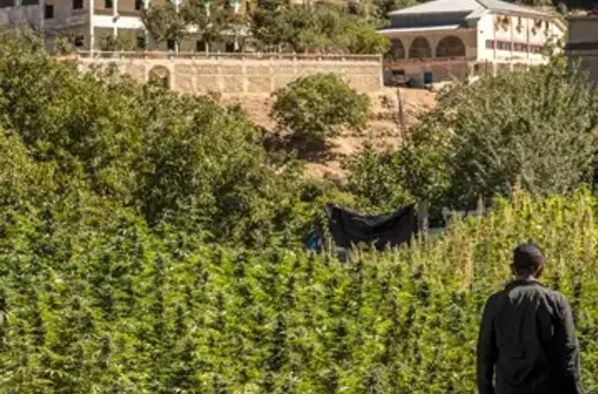  Morocco’s hashish dealers boycott Israeli traffickers in solidarity with Gaza, says report