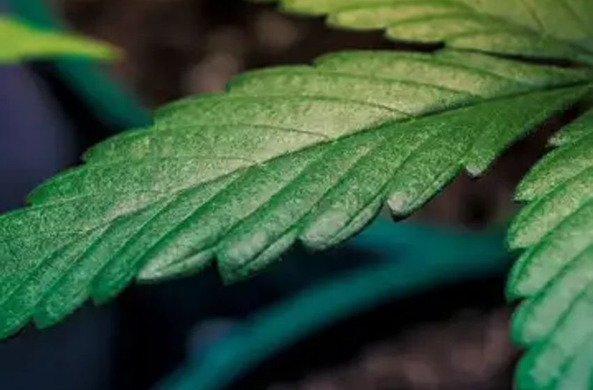  Cannabis Chart Of The Week: EBITDA Expectations For Q3:23 And Full Year 2024
