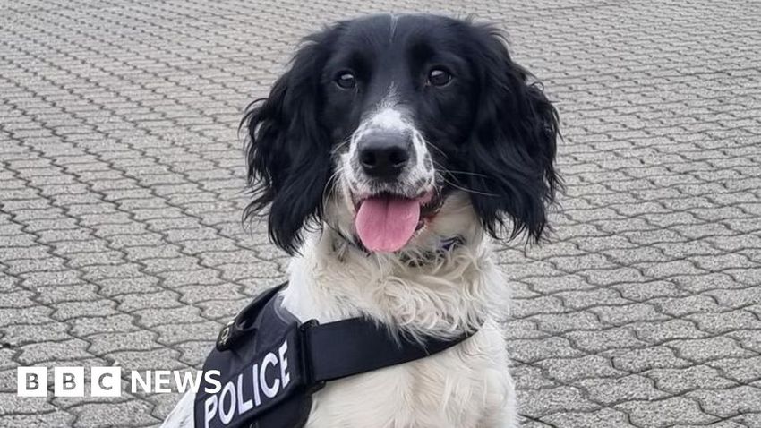  Police dog sniffs out £500k ferry port cannabis haul