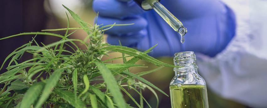  Cannabis Extract Triggers Death of Deadly Skin Cancer Cells
